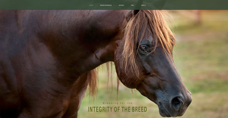 Volturi website header.jpg