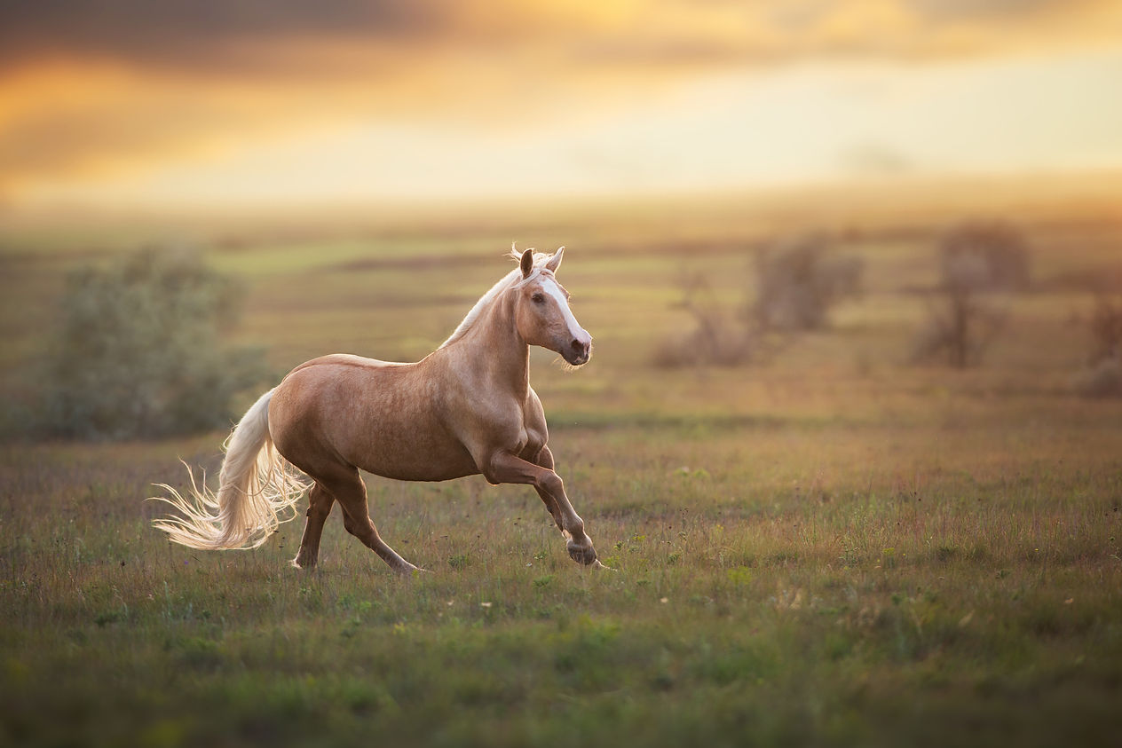 AdobeStock_372411767.jpeg