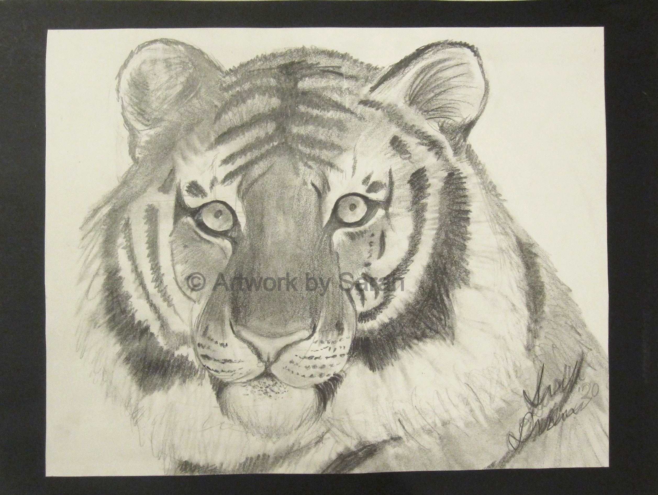 Portrait of a Tiger