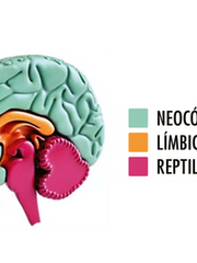 O que é neurociência aplicada à arquitetura