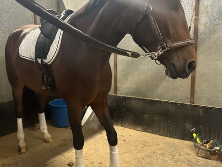 Show Season Started