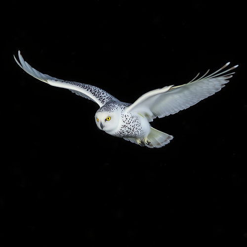 white snowy owl at night taking flight.jpg