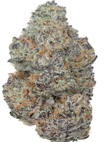 Oreo Blizzard (Hybrid) | Exotic Labz