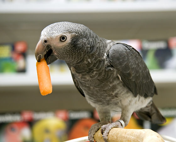 Parrot%20eating%20Carrot_edited.jpg