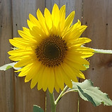 sunflowers 5_edited.jpg