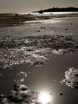 Mudflats