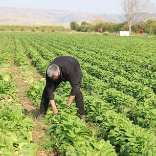 Tarlada 5, Pazarda 25