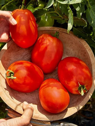 Burpee's SuperSauce Tomato