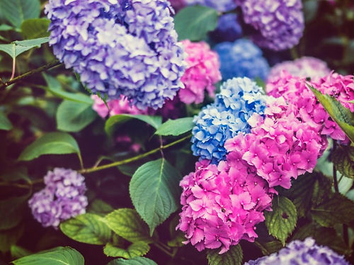 gardeninghydrangeas2.jpeg