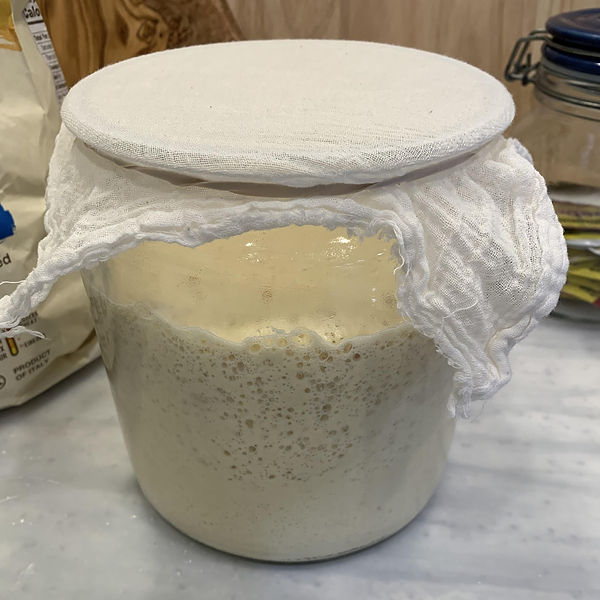 Active sourdough starter.