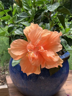 For Your Garden