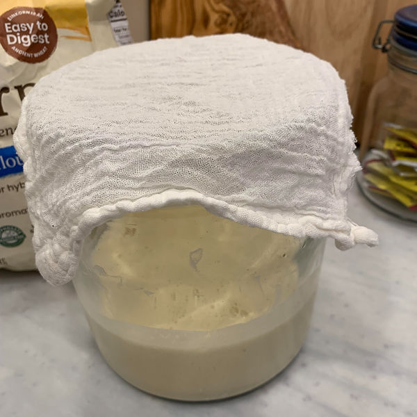 Sourdough starter covered with a piece of muslin.