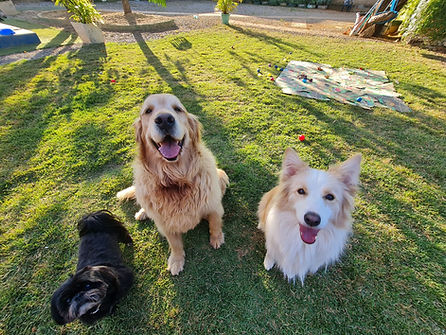 Hospedagem de Cães