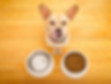 chihuahua_atras_de_uma_tijela_de_comida_e_uma_tijela_de_agua.jpg