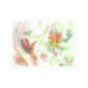 Fire Lillies - Print 
