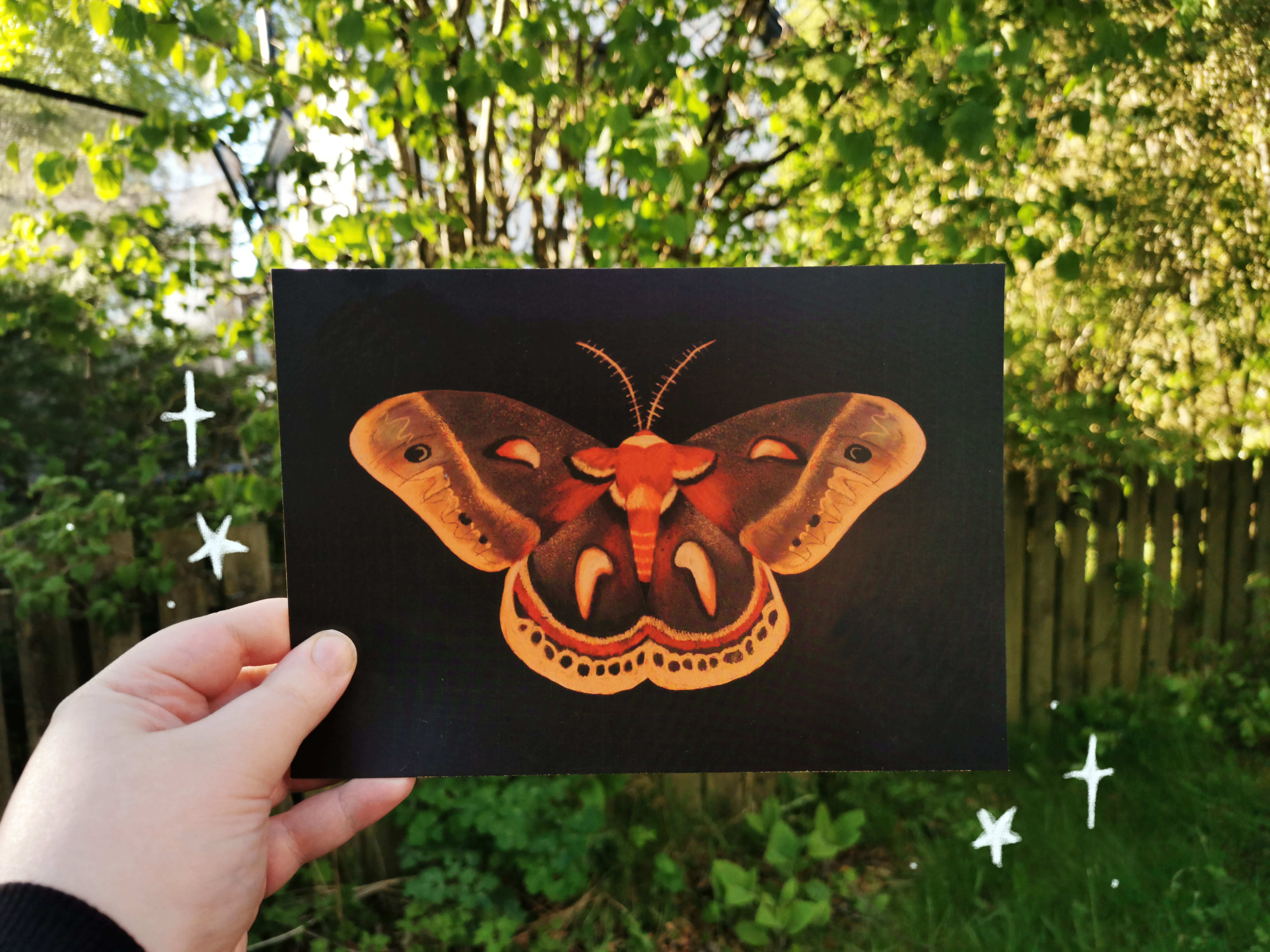 Cecropia Moth - A5 Art Print