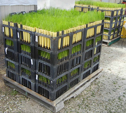 PalletizedBullrush1.jpg