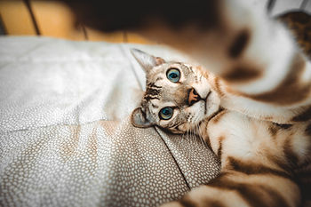 Happy cat taking selfie with smart mobile phone device lying on bed .jpg