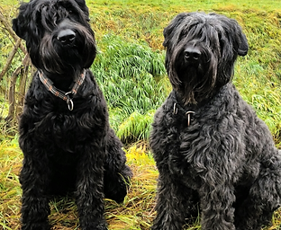 Hundeschule Sitz Weihnachtsapero (112)_edited.png