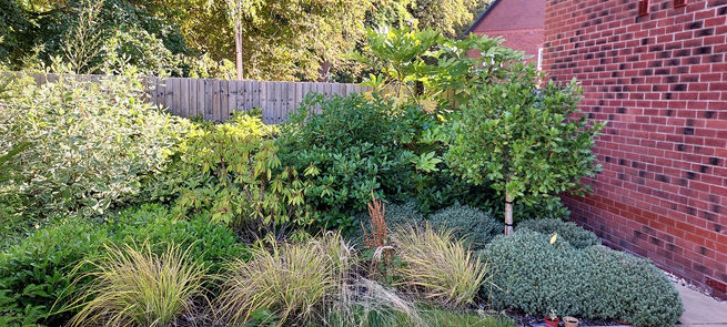 SessileCloseBefore (2).jpg