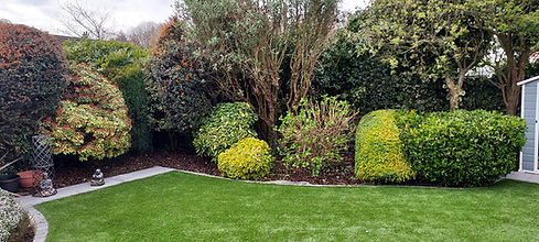 Back garden with lawn trees shrubs and hedges