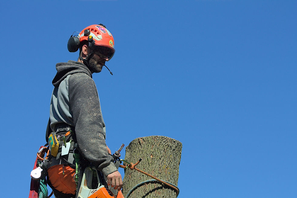 Eye-level view of a professional trimming a large oak tree branch