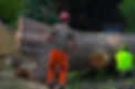 pinckney michigan tree service