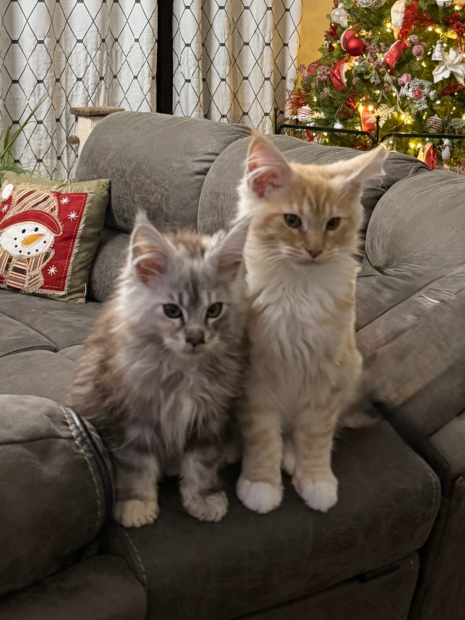 maine coon siblings side by side for photo