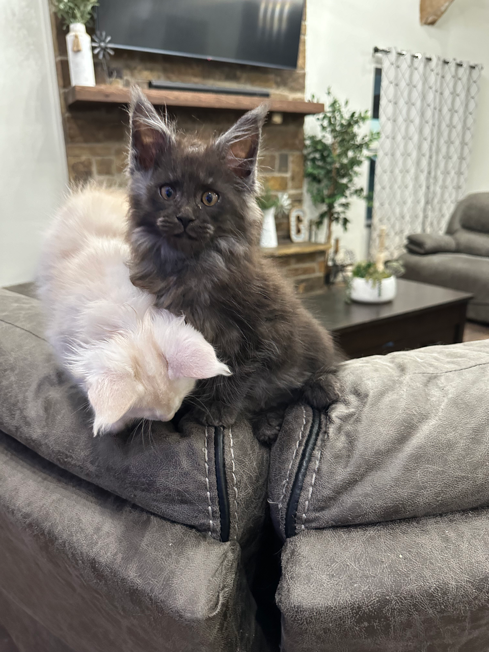 two maine coon kittens