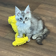 kitten playing with dog toy