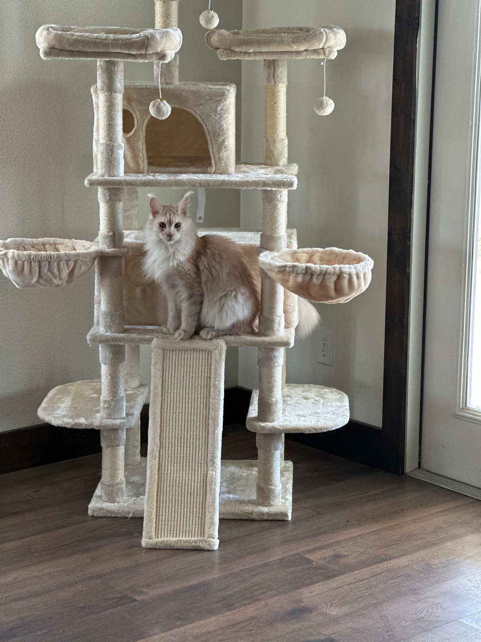 cat tower with maine coons