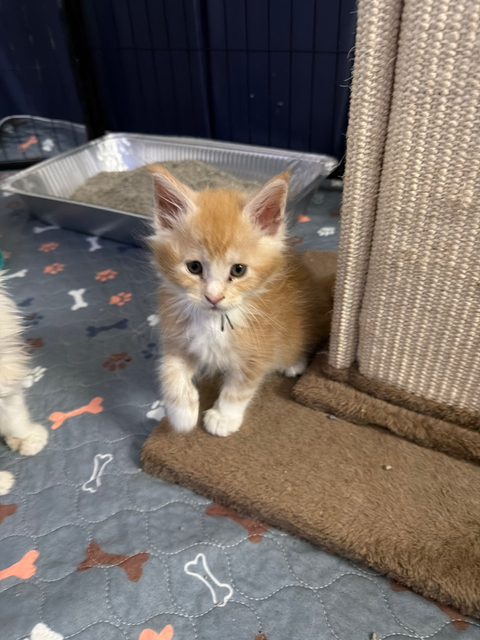 red maine coon kitten