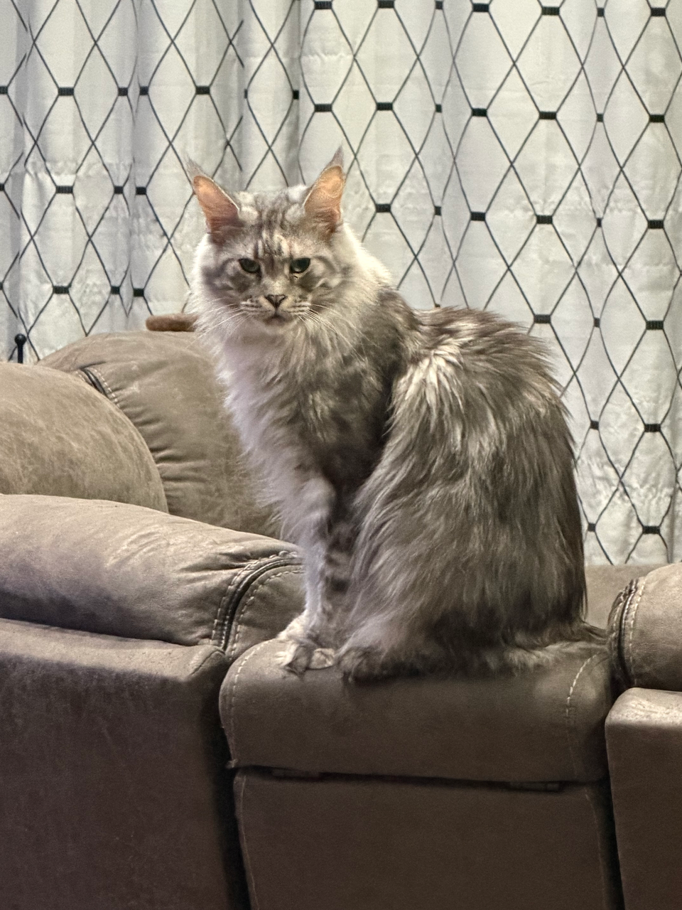 adult maine coon