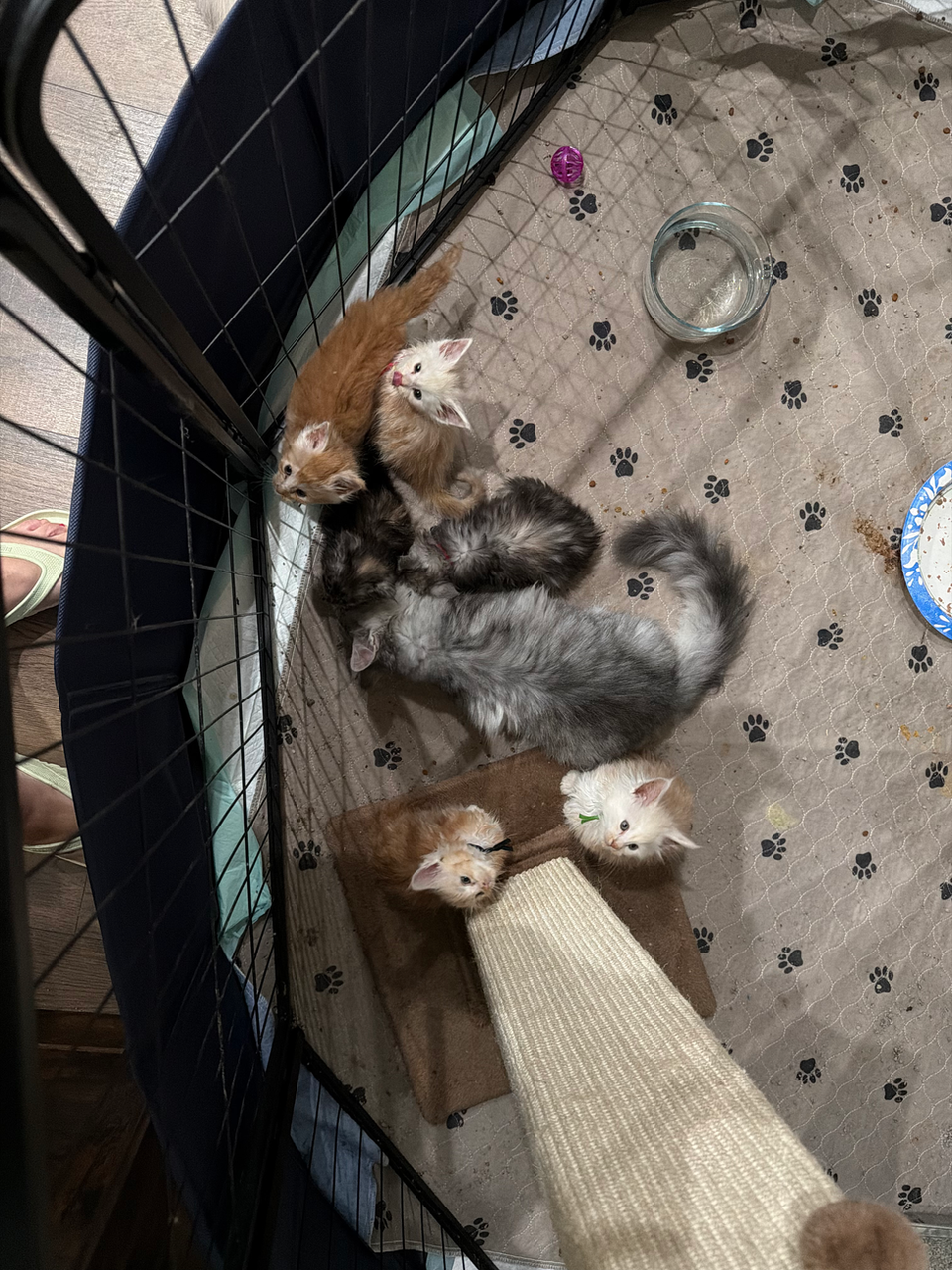 maine coon kittens in playpen