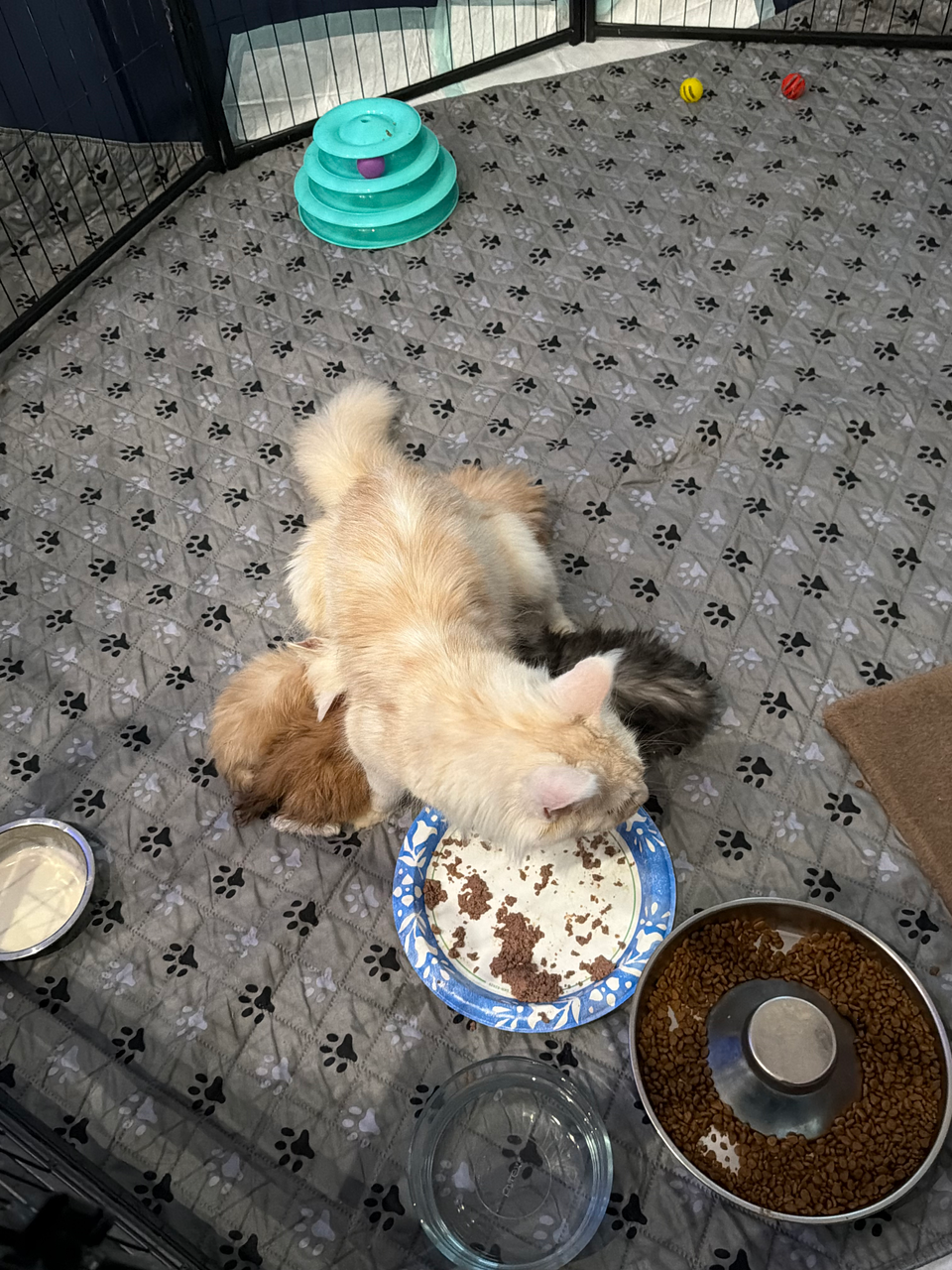 mama maine coon feeding her babies