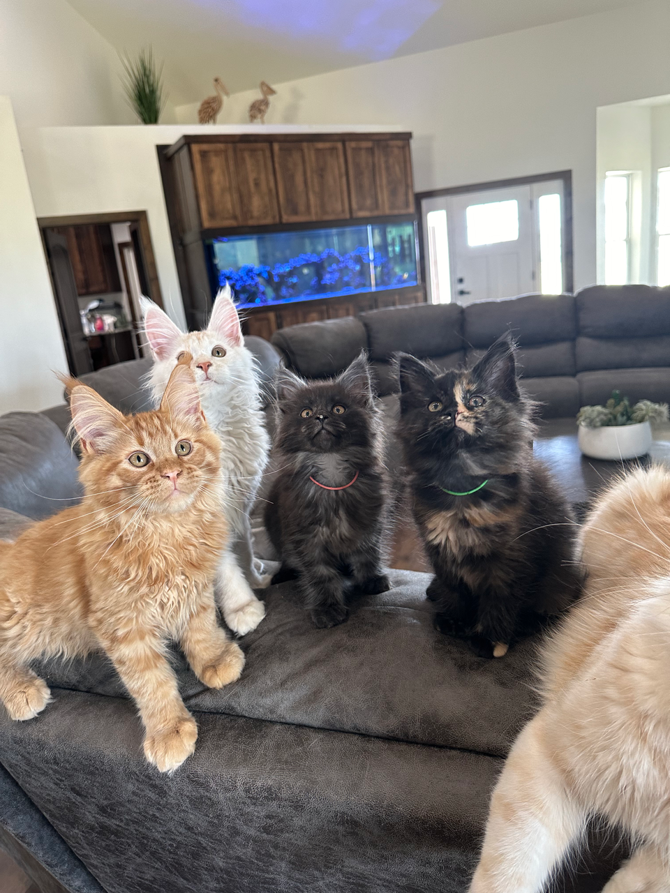 multiple maine coon kittens