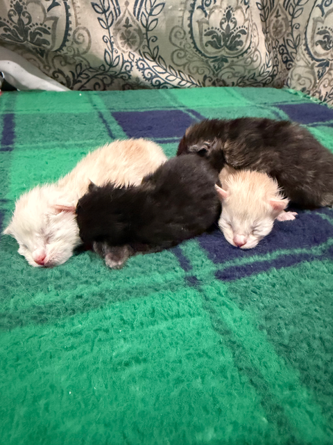 brand new baby maine coon kittens