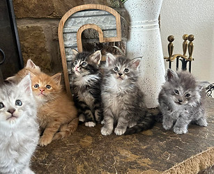 a group of maine coon kittens posing for a picture