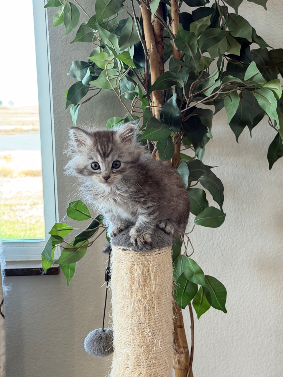 maine coon kitten climbing on top of cat tower
