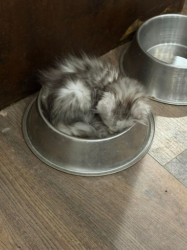 maine coon cat sleeping in bowl