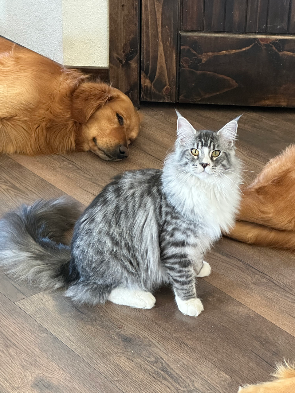 maine coon with beautiful maine