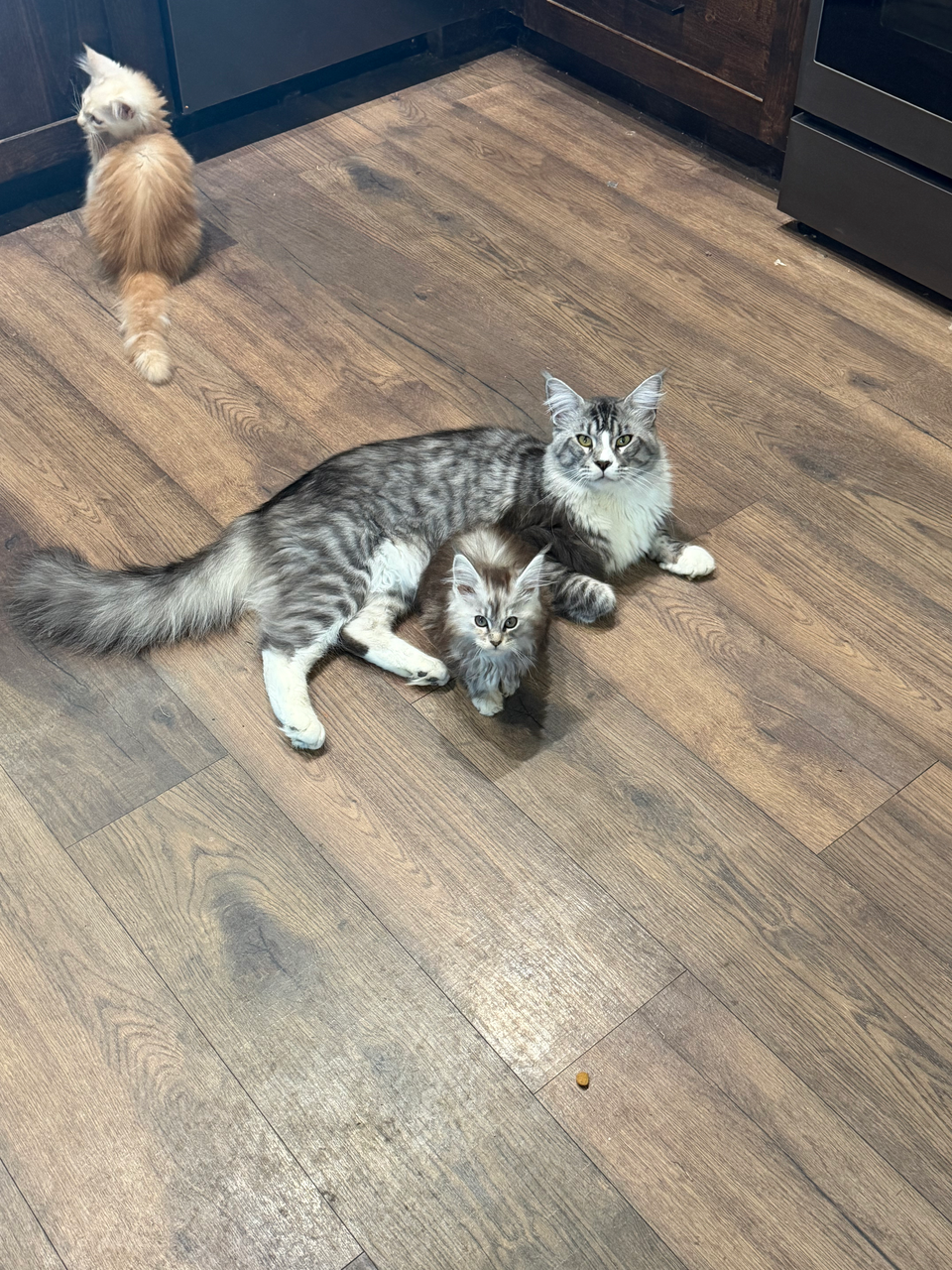 Baby and parent maine coons posing for photo