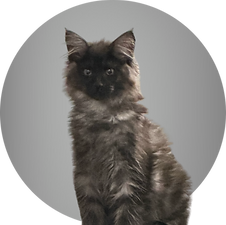 available kitten named Zola. She has black fur with faint lighter markings