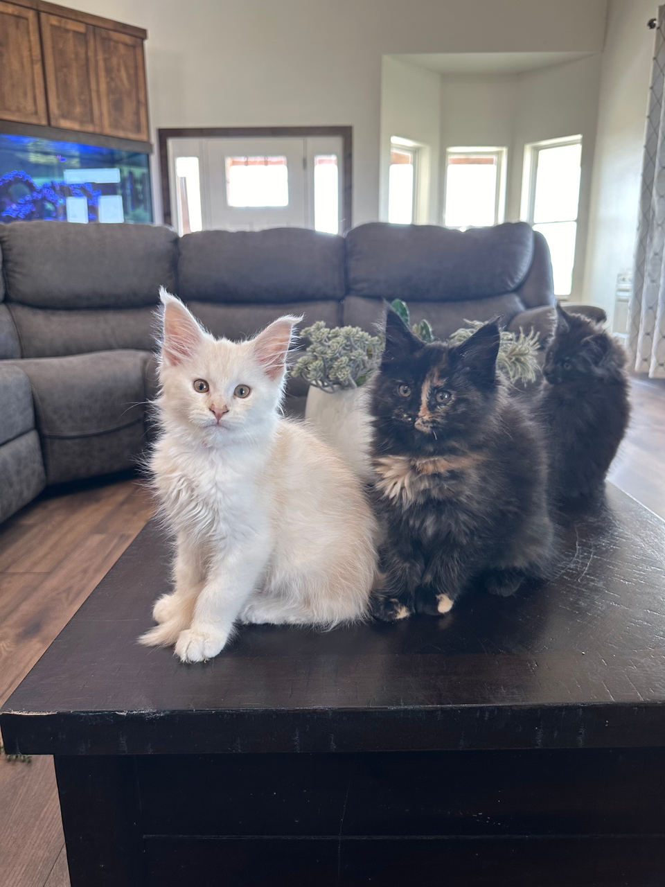 3 maine coon kittens