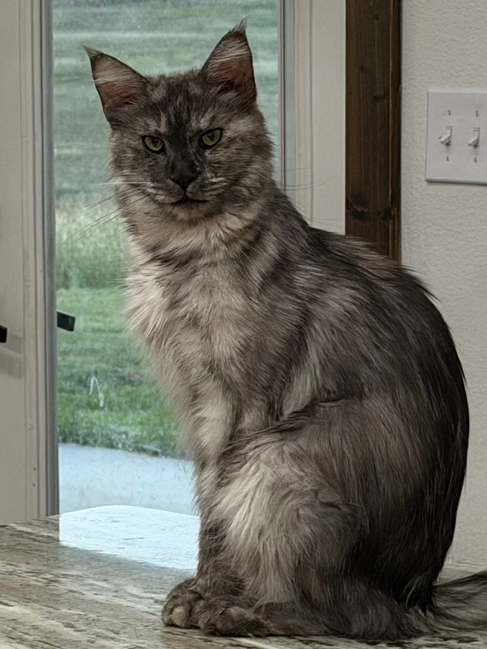adult maine coon