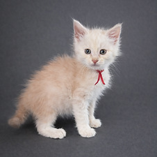 available kitten named Sonny. He is a light red kitten with a lighter face