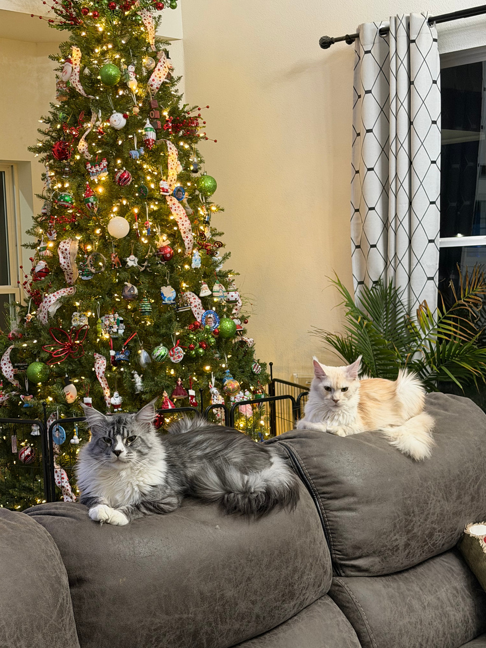 maine coon kittens sitting on couch