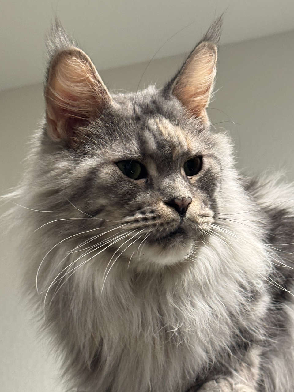 adult maine coon cat looking majestic
