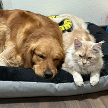 adult maine coon cat cuddling with golden retriever