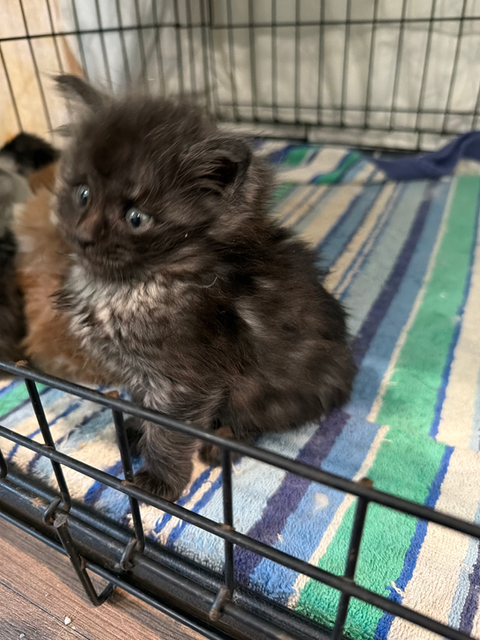 cute black maine coon kitten